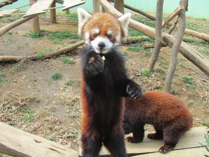 もふもふ天国 アイドル動物 たちに癒される 千葉おすすめスポット7選 写真 2 16 Mimot ミモット