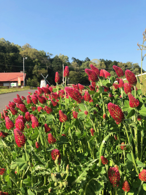 綾部ふれあい牧場