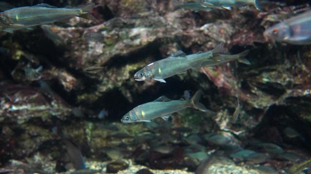 新しくメンバーに加わったアユ