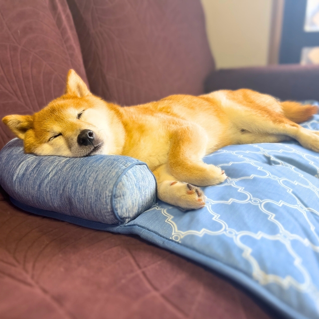 【ニトリ ペットごろ寝マット】マットタイプなのでソファーの上でも使えます