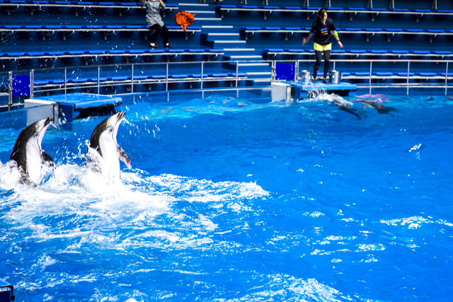 ドルフィンパフォーマンス / エプソン アクアパーク品川