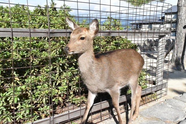 鹿が普通に触れる