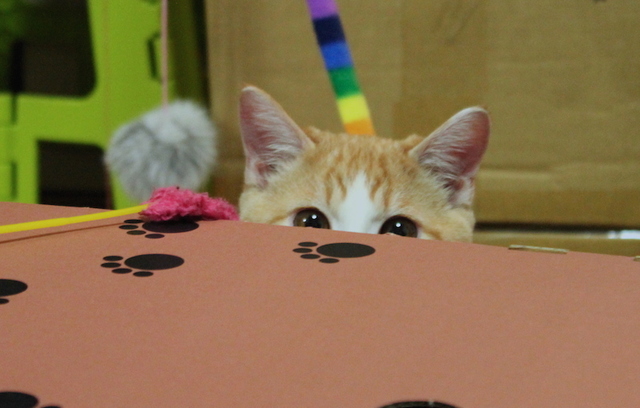 半顔虎徹　提供：前田悟志