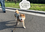 【ツイペット】お散歩中に気持ちをのぞいたら、飼い主の足が遅いとクレーム言われちゃいました