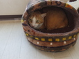 素敵な猫ベッド！