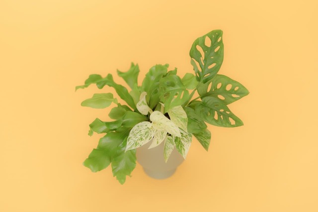 ＆Greenセット例1上から