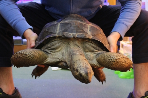 ゾウガメにも人耳を付けてみましょう