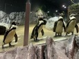 ペンギンがペタペタ歩く「ペンギンぐすく」