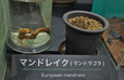 マンドレイク