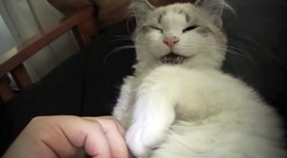 猫 これぞ癒しのbgm かわいすぎる 猫のいびき 動画集 1 2 Mimot ミモット