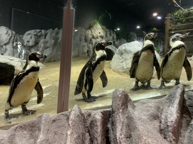 ペンギンがペタペタ歩く「ペンギンぐすく」