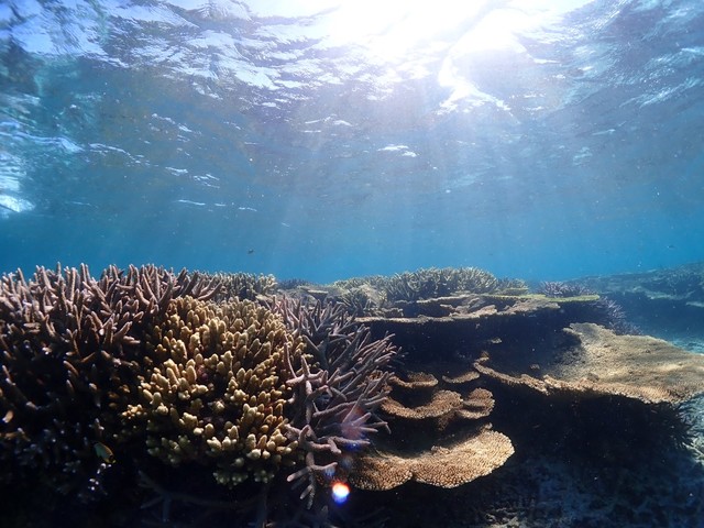 宮古島・八重干瀬のサンゴ礁