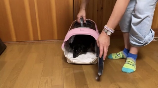 【こいぬすてっぷ】ハウスの練習2.クレートの中に入った！繰り返します