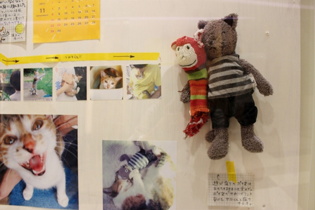 可愛くてキュンキュンする「吉祥寺ねこ祭り」の猫たち