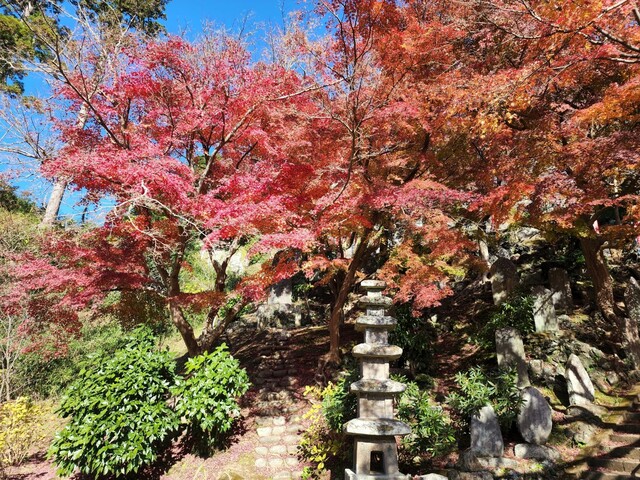 【まちのコイン】12月は紅葉が見事な建長寺