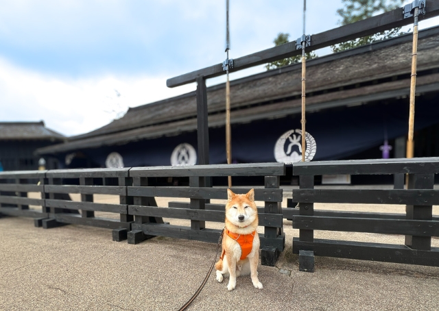 【Rakuten STAY FUJIMI TERRACE 箱根芦ノ湖】箱根関所は抱っこすれば建物内も一緒に入れます