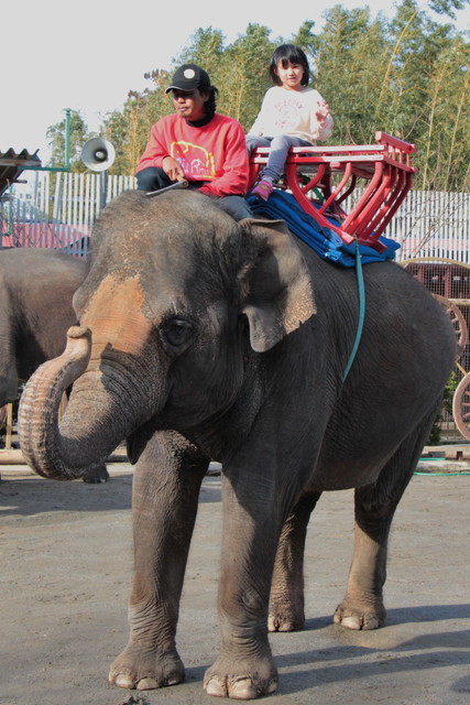象の視点から何が見えるかな？（市原ぞうの国）