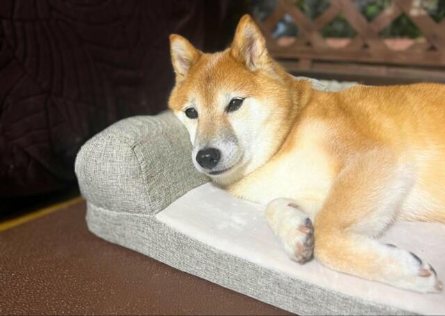【カインズのカスタマイズペットベッド】頭をもたれて使う様子も見られました