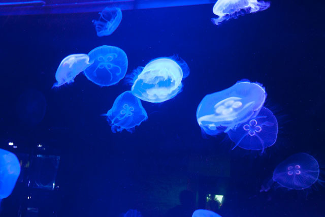 美しい! 「蜷川実花×クラゲ」の超幻想世界