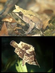 ミツヅノ＆リーフ