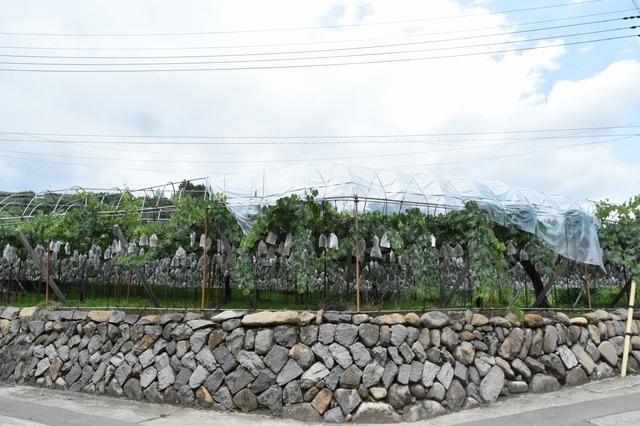 アニャン社はぶどう畑に囲まれている