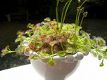 食虫植物トークショー/ドロセラ・ルピコラ(Drosera rupicola)オーストラリア産の球茎モウセンゴケ