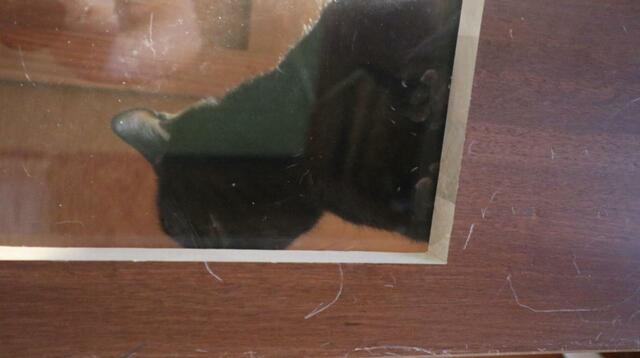 【ねこ浴場 体験レポ】キャットウォークには透明な床もあり、肉球を拝める