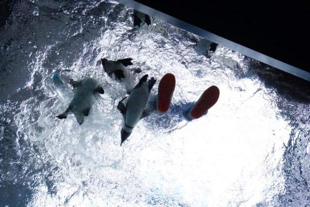 天井を泳ぐペンギン