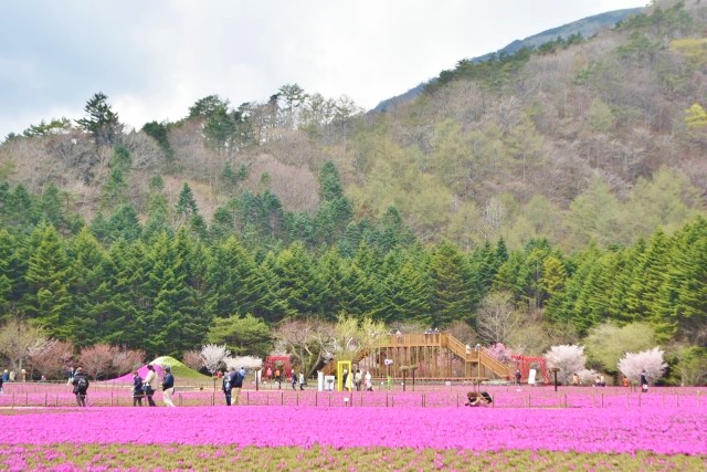ゴールデンウィークには見頃を迎える