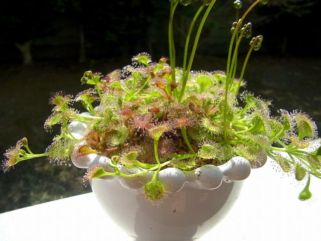食虫植物トークショー/ドロセラ・ルピコラ(Drosera rupicola)オーストラリア産の球茎モウセンゴケ