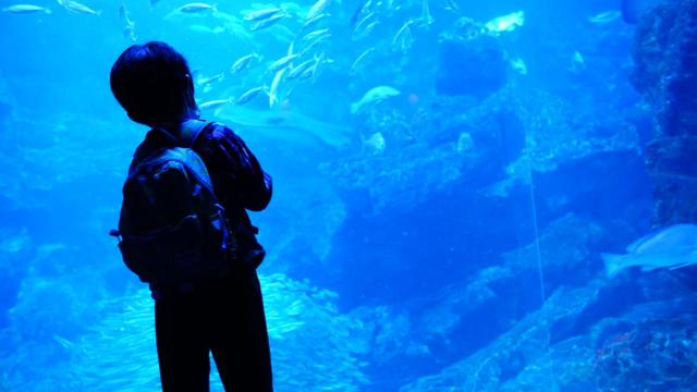 約50種の魚が泳ぐ大水槽。新入りはヒラメ!