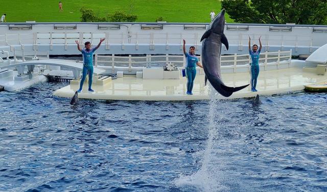 京都水族館 イルカのショー