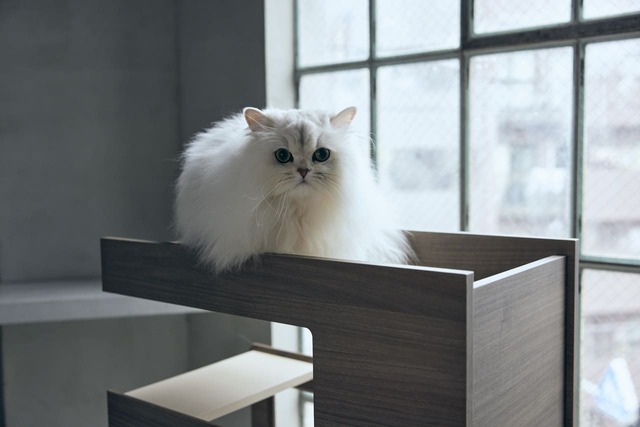 【フランスペット】「キャットタワー パーテーション」