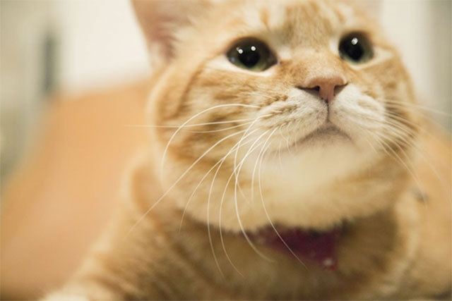 カメラ女子が撮影した“ふわふわ＆もふもふ”の猫たち