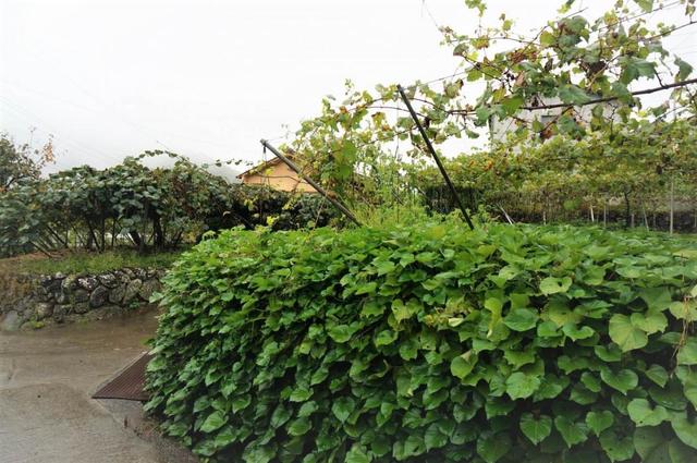 季節によってはフルーツ狩りも