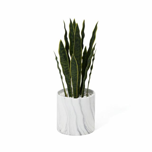 【Francfranc（フランフラン）】ポット付グリーンサンセベリア Ｌ ホワイト