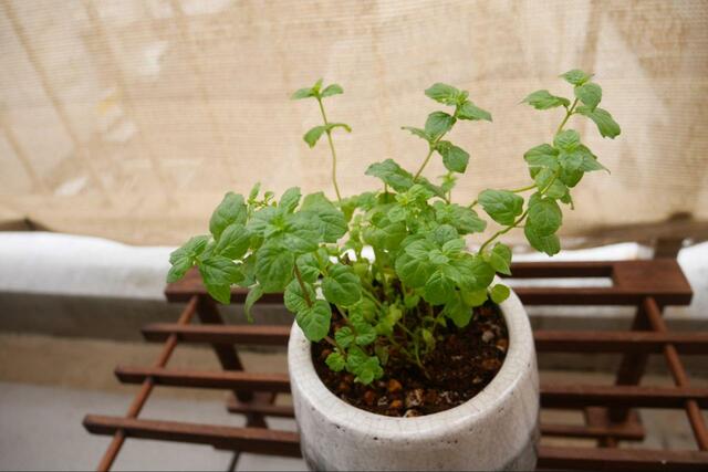 【虫除けハーブ ミント】爽やかな香りが特徴