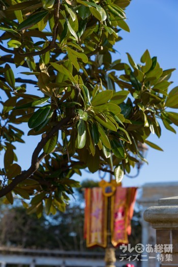 豊かに茂る葉の中でも目立つ、大きな白い花が咲くタイサンボク