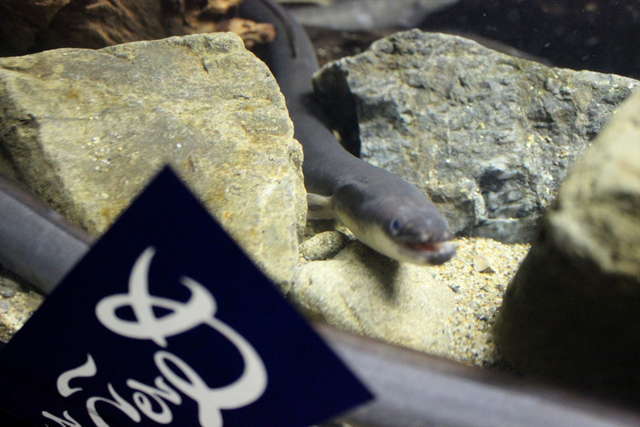 ぬるぬる＆にょろにょろな不思議ないきものたち