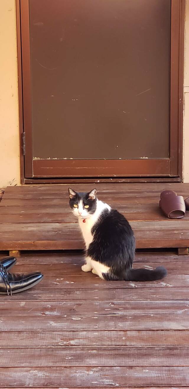 3位：10匹の猫たちの中で愛嬌一番！「パンダちゃんと仲間たち」ヴィラ勝山アヴェール（千葉県）【『じゃらん』会ってみたい宿の看板ねこランキング2024】