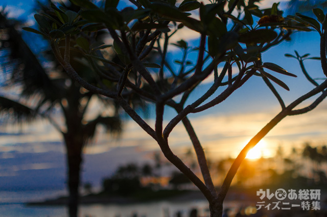 レストラン「アマアマ」｜アウラニ・ディズニー・リゾート＆スパ コオリナ・ハワイ