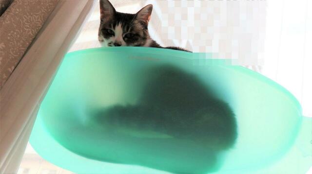 【猫ハンモック用交換吸盤】愛猫を下から眺められるのは嬉しい…！
