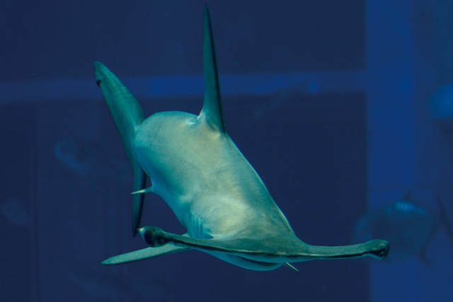 ・メジロザメ目シュモクザメ科《アカシュモクザメ》世界中の温帯から熱帯の沿岸域<br/> [解説] 全長約1.4～4mで、湾曲し中央がくぼんだハンマー状の突出部が頭部にあるのが特徴。「シュモク」の語源は、お寺の金を打つときに使う撞木にかたちが似ているため。肉食性で小型のサメやエイなども食べる。海底近くの獲物を頭部で探し出し、さらには振り下ろし弱らせてから押さえ込む。人を襲うことはないとされるが、サメ類の中では性質がやや荒い。 写真提供：海遊館