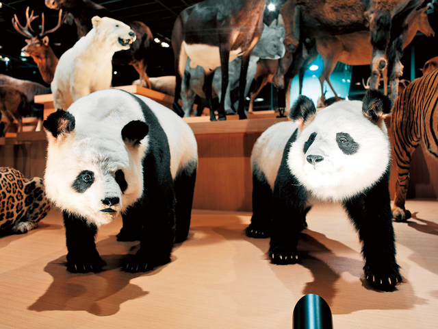 パンダの剥製も展示している｜国立科学博物館