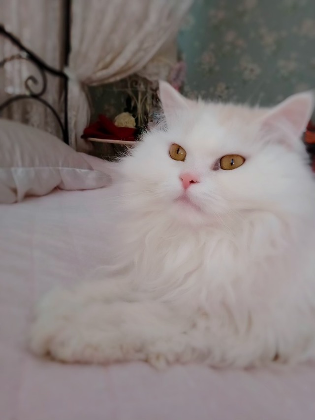 浜崎さんの愛猫・ソレイユ