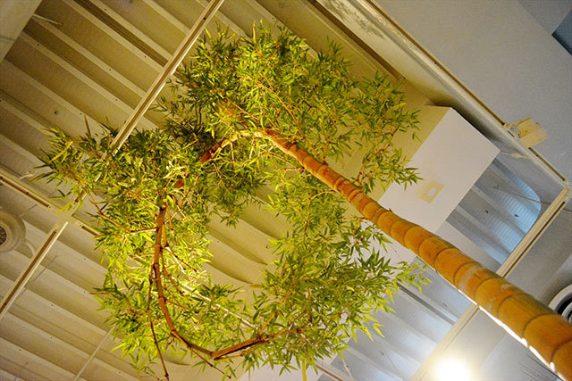 「ウルトラ植物博覧会」で展示されている植物たち