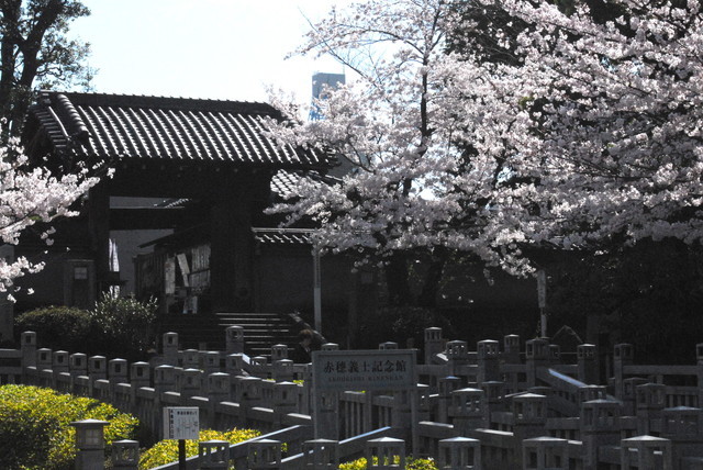 【泉岳寺】義士たちが眠る墓所は、桜の季節になると一段と人で賑わう