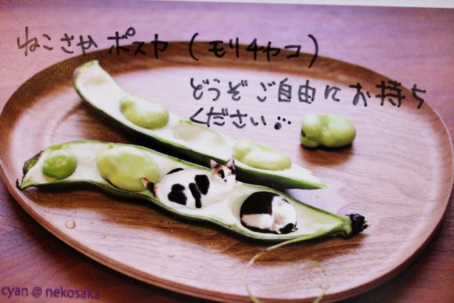 モリさんが加工した豆の中で眠る猫たちの写真。可愛い～！（モリチカコ）