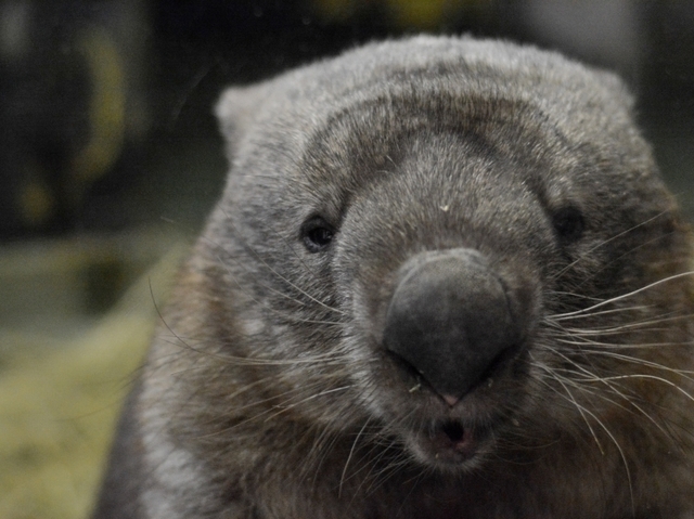 ウォンバット・ヒロキ