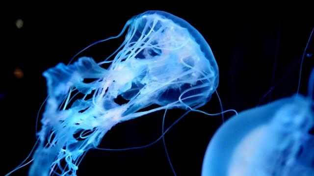 クラゲワンダー アトランティックシーネットル